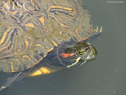 Close up of a pond turtle - red-eared slider subspecies with its head above water