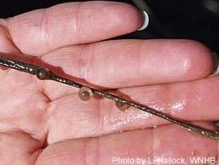 Close up of a hand holding a slender stalk of vegetation with four single tiger salamander eggs attached