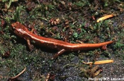 Close up of a dark-phase Van Dyke's salamander on moist moss.