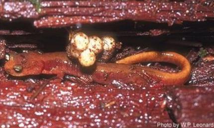 Close up of a rose-phase female Van Dyke's salamander guarding her egg cluster. 