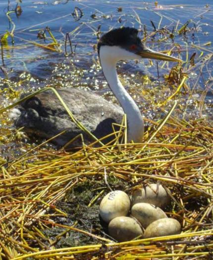 View of an adult western grebe in water next to its floating nest with five eggs in it