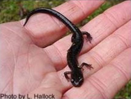 Close up of a hand holding a melanistic western red-backed salamander.