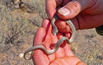 Close up of a pair of hands holding a young western racer 