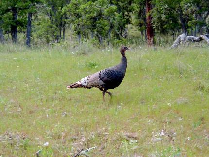 Female turkey in a meadow at the Klickitat Wildlife Area