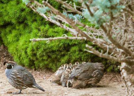 Brood of California quail chicks huddled together