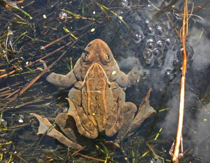 Top view close up of a pair of breeding Columbia spotted frogs in shallow water