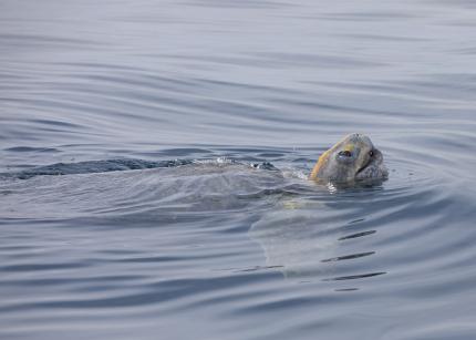 View of a leatherback sea turtle in marine waters with its head above the surface