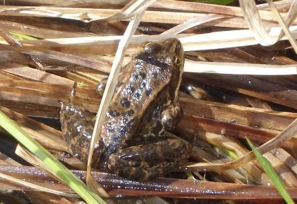 Close up of a Columbia spotted frog 