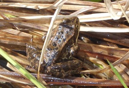 Columbia spotted frog  Washington Department of Fish & Wildlife