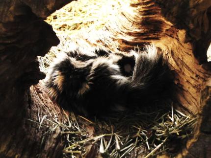 Inside close up of a western spotted skunk resting inside a hollow log.