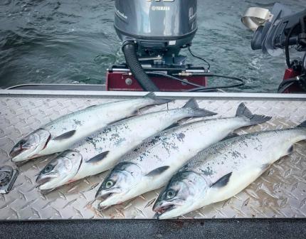 Resident coho salmon caught in Marine Area 10 near Seattle