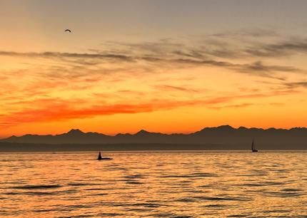 Orca at sunset off Golden Gardens park in Seattle