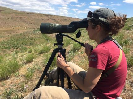 Woman looks for  for Ferruginous hawks through a spotting scope.