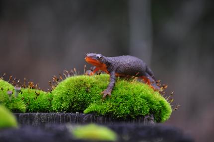 Rough-skinned newt atop a tuft of green moss