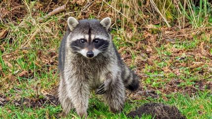 Raccoon digging in the dirt