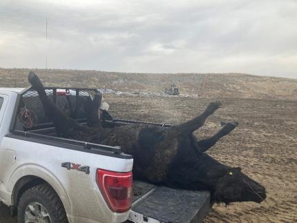 Cow carcass being transported to landfill