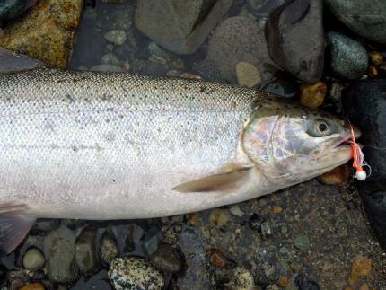 Winter steelhead