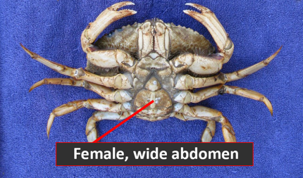 Female Dungeness crabs have wider abdomens than males