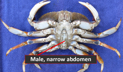 Male Dungeness crabs have narrower abdomen than females