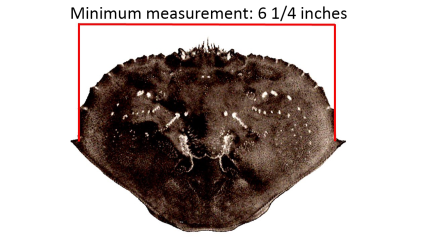 Dungeness crab minimum measurement is 6 1/4 inches across
