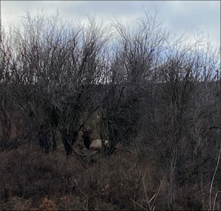 Bull elk hidden in brush