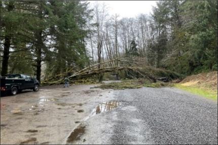 A fallen tree blocking a road