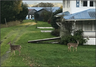 White tail does among rural homes