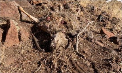Deceased mule deer doe. Carcass caching is consistent with a feline depredation