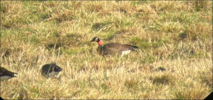 Collared dusky goose in a field.