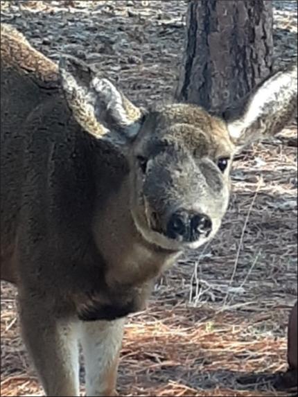 Deer with facial injury.