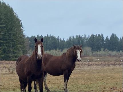 Wild horses grazing near the Canal Rd Unit of Mount Saint Helens Wildlife Area.