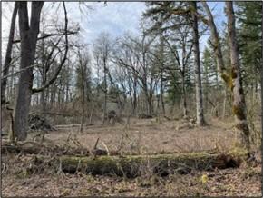 Scatter Creek- Oak woodland immediately before and after treatment