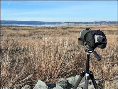 North Puget Lowlands Swan Surveys-Far view of various age and sex classes of trumpeter and tundra swans