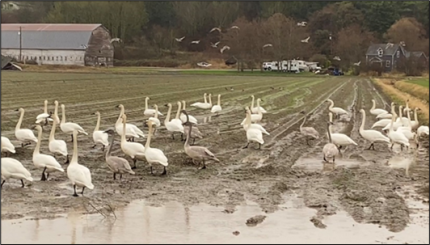 North Puget Lowlands Swan Surveys-Near views of various age and sex classes of trumpeter and tundra swans