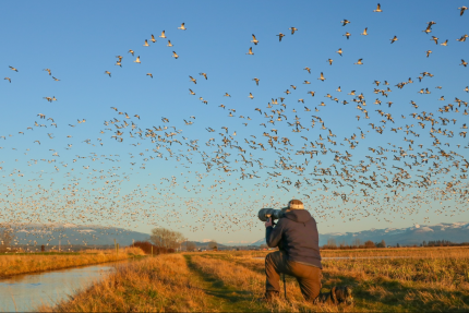 A photographer kneeling in a field looks at a flock of snow geese in flight