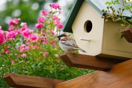 A house sparrow perches in front of the bird house mounted on a fence. 