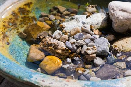 a shallow bird bath filled with stones is used by bees to get a drink.