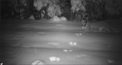 A night shot of a collared lynx