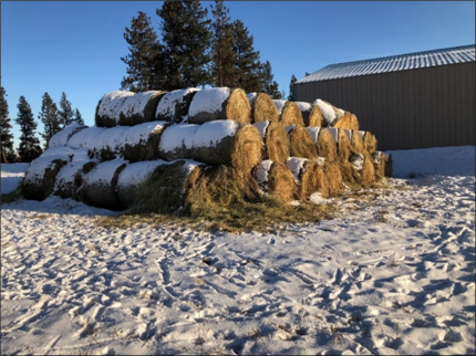 Snowy haystack spilling out