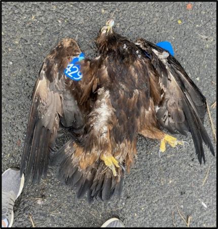 Deceased golden eagle