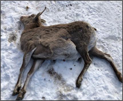 Mount Hull bighorn sheep mortality