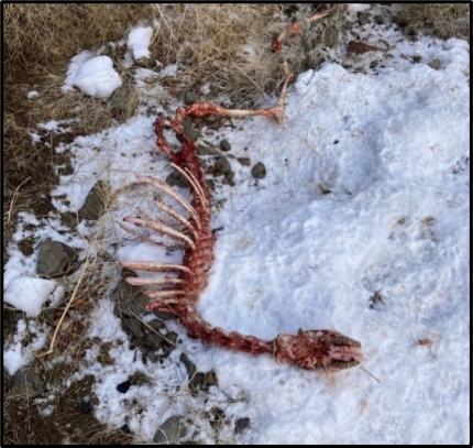 The skeletal remains of a mule deer