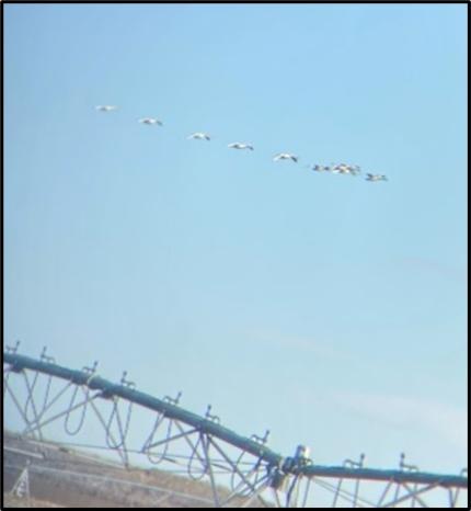 Trumpeter swans flying over a field