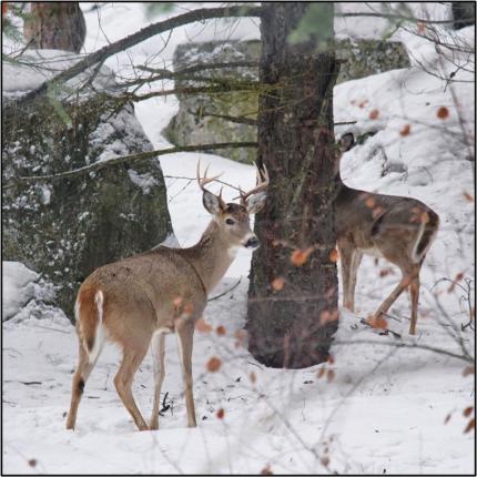 Two white tail deer near a tree