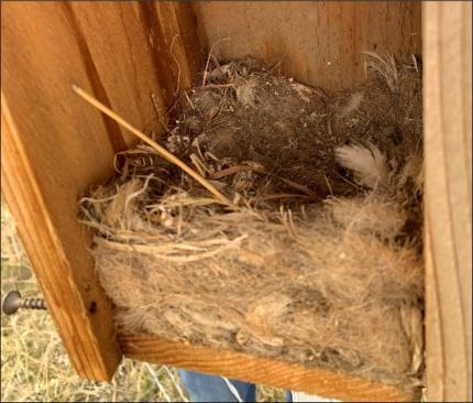 Interior of a bluebird box