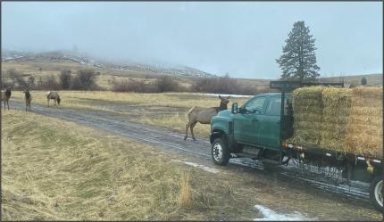 A truck delivering hay with elk impeding it