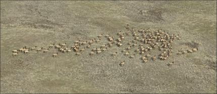 Aerial view of elk