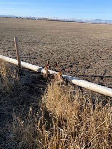Deceased elk caught in a fence