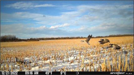 Waterfowl flying out of a field