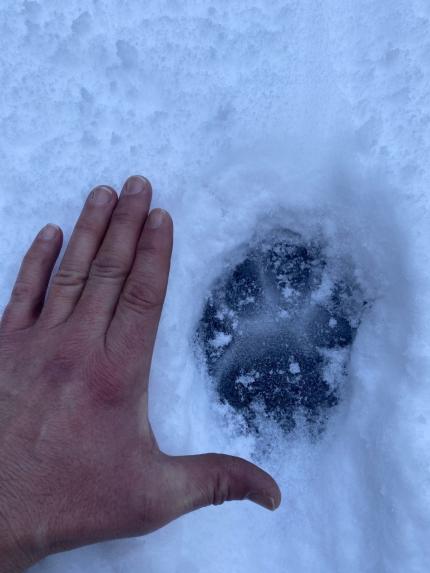 A hand next to a cougar print in the snow